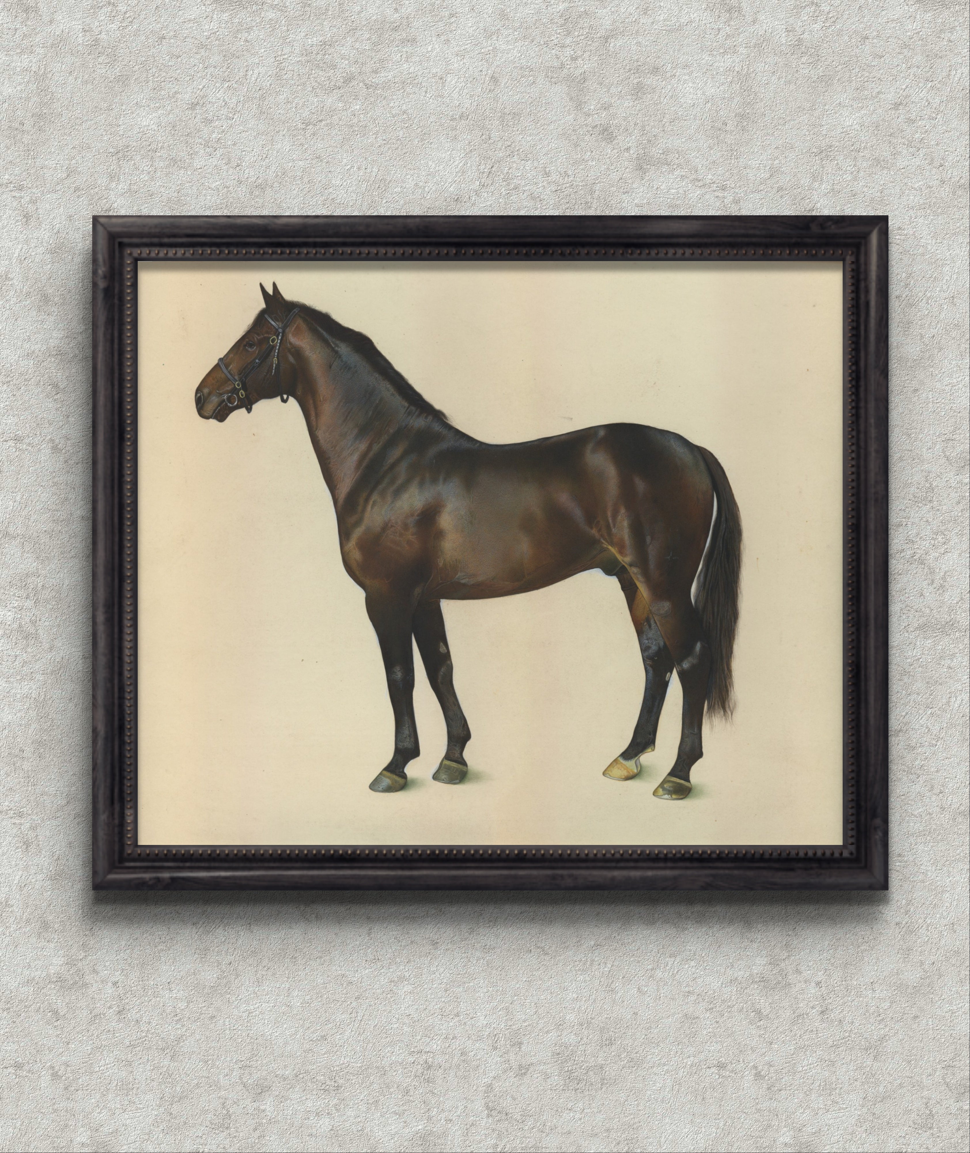 Classic Horse Studies in Watercolor