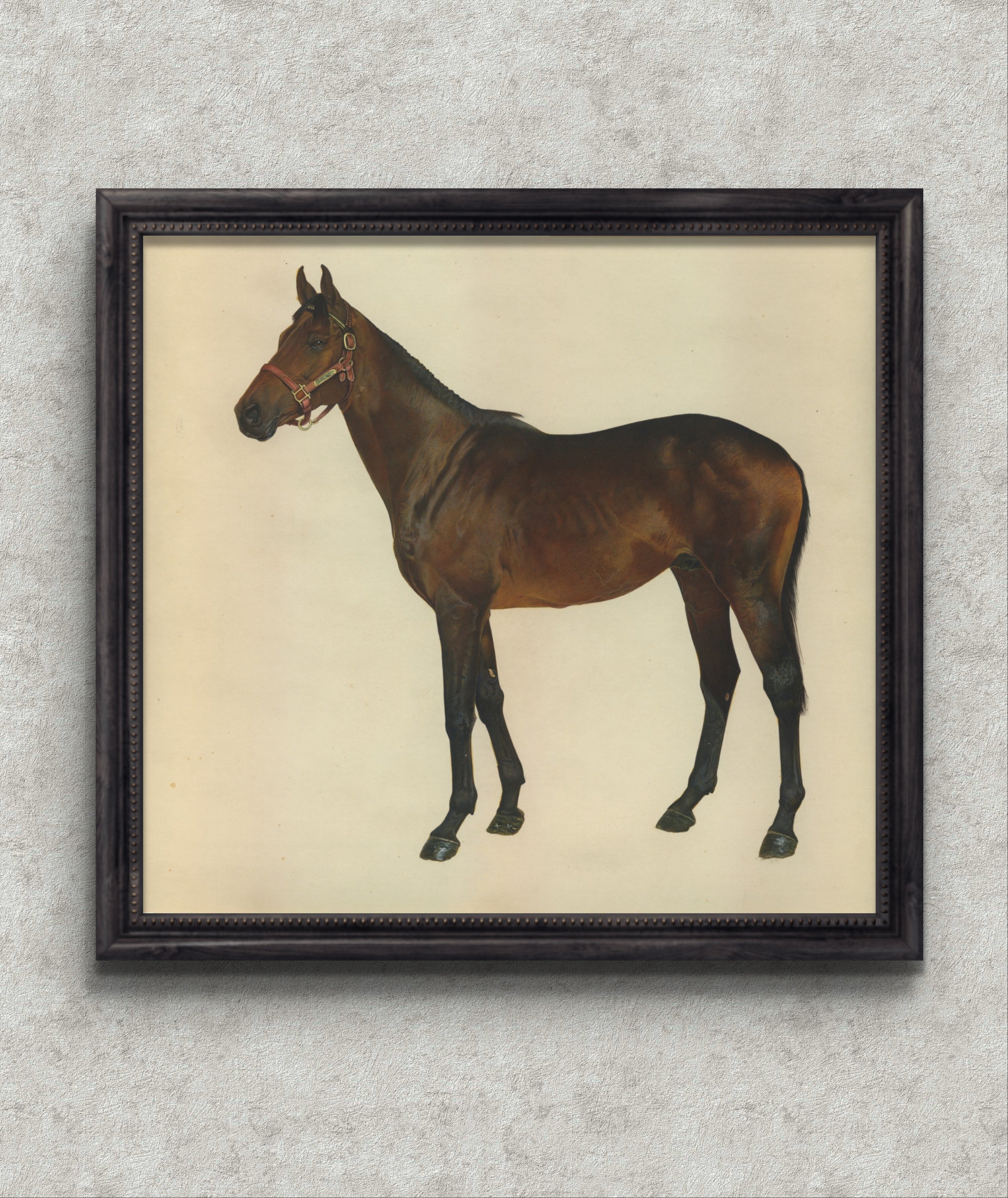 Classic Horse Studies in Watercolor